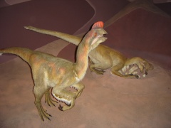† Oviraptor philoceratops(vor etwa 83,6 bis 72 Millionen Jahren)